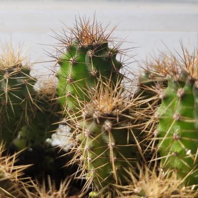 Chalaensis 4/2/22